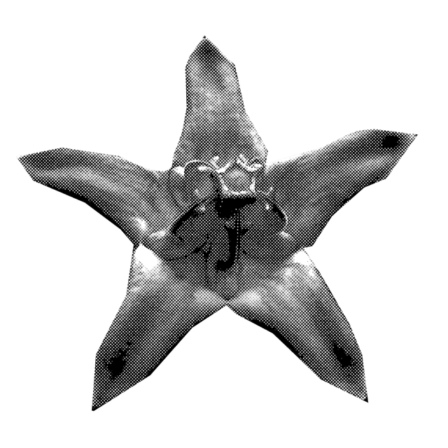 Calotropis Icon
